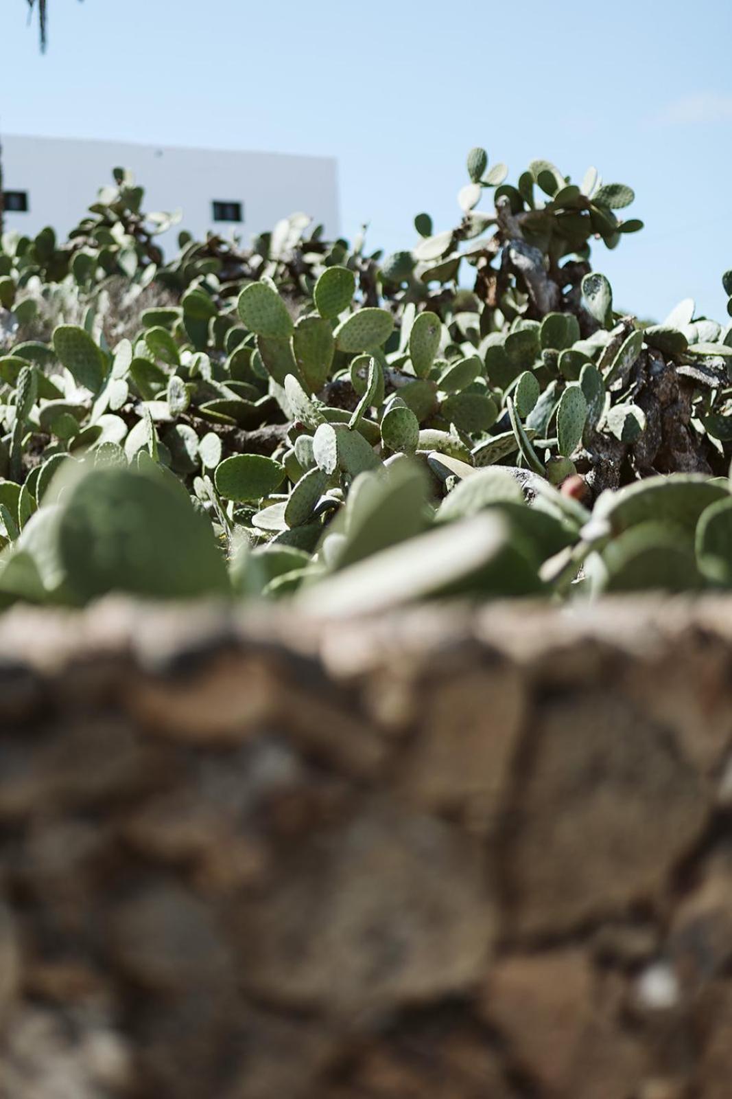 Hotelito Rural Flor De Timanfaya Tinajo Eksteriør bilde